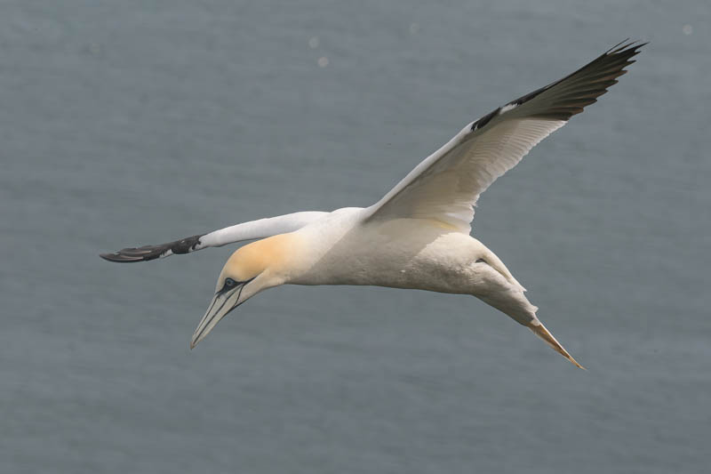 Northern Gannet (Morus bassanus).jpg